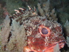 Scorpaena notata
