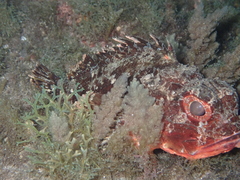 Scorpaena notata
