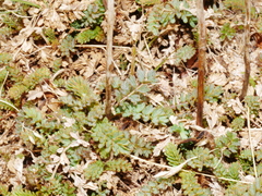 Acaena saccaticupula