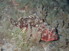 Scorpaena notata
