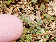 Acaena saccaticupula