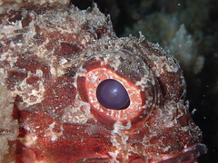 Scorpaena notata