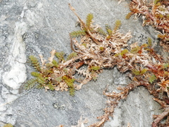 Acaena saccaticupula