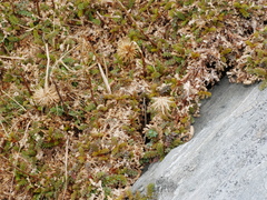 Acaena saccaticupula