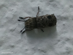 Ozotomerus