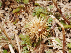 Acaena saccaticupula