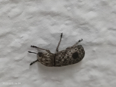 Ozotomerus