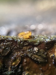 Scutellinia