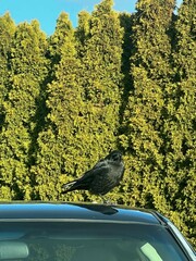 Corvus brachyrhynchos