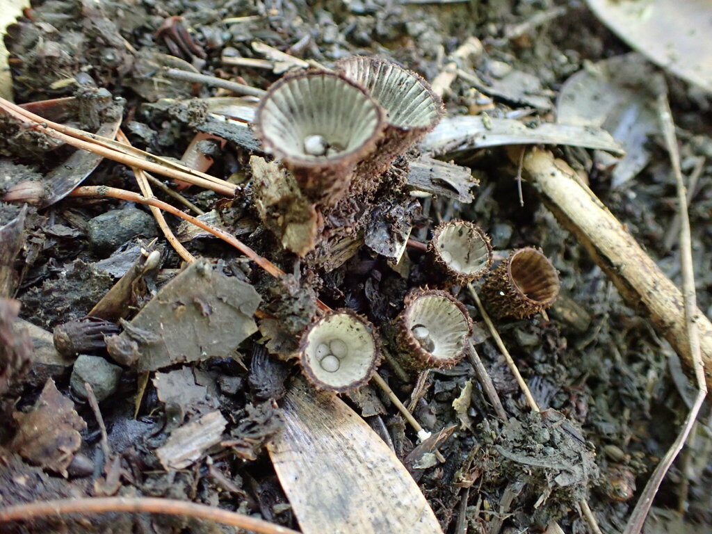 fluted bird's nest fungus from Parnell, Auckland, New Zealand on