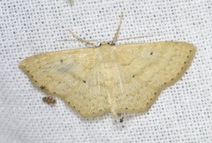 Scopula corrivalaria