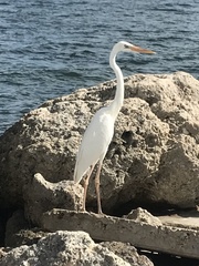 Ardea herodias occidentalis