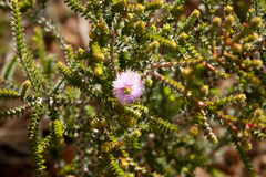 Melaleuca gibbosa
