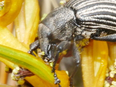 Lyperobius cupiendus