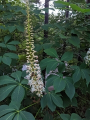 Aesculus parviflora