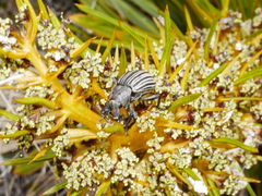 Lyperobius cupiendus