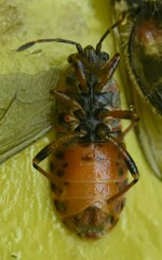 Arocatus melanocephalus