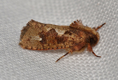 Acrolophus walsinghami