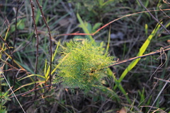Eupatorium capillifolium