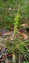 Microtis arenaria
