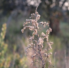 Solidago chapmanii