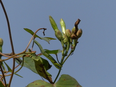 Ipomoea salsettensis