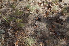 Lacerta agilis exigua