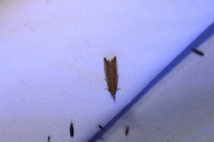 Bactra noteraula