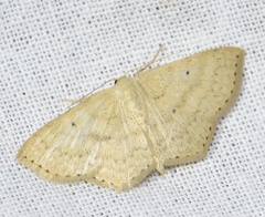 Scopula corrivalaria
