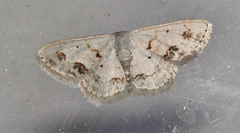 Scopula lautaria