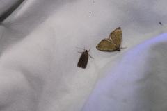 Phaeosaces apocrypta