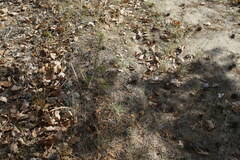 Lacerta agilis exigua