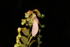 Wiseana umbraculata
