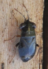 Geocoris ater