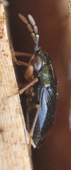 Geocoris ater