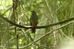 Turdus plumbeus
