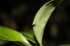 Diaea
