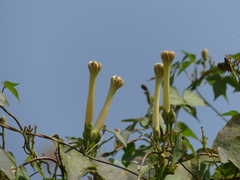 Ipomoea salsettensis