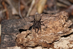 Uliodon