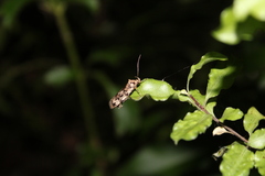 Barea exarcha