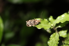 Barea exarcha