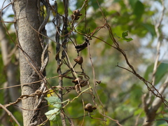 Ipomoea salsettensis