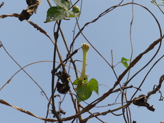 Ipomoea salsettensis