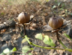 Ipomoea salsettensis