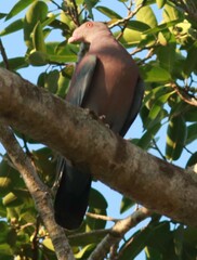 Patagioenas flavirostris