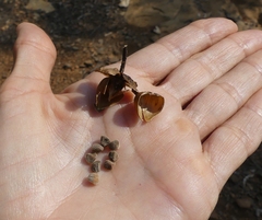 Ipomoea salsettensis