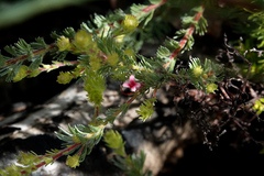 Adenanthos macropodianus