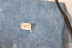 Eufidonia convergaria