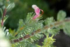 Adenanthos macropodianus
