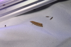 Bactra noteraula